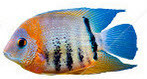 fish.jpg
